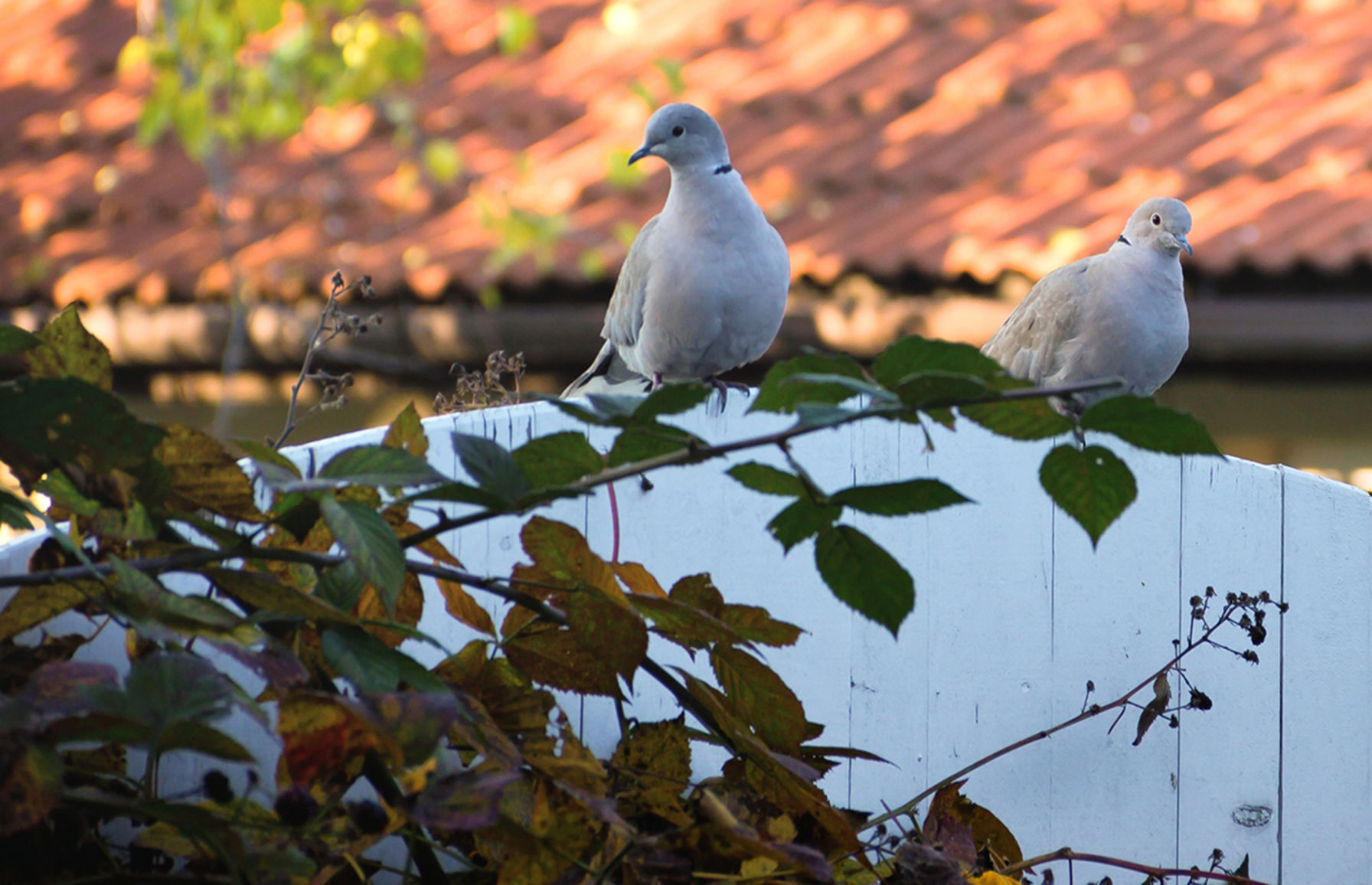 2 Turtle Doves